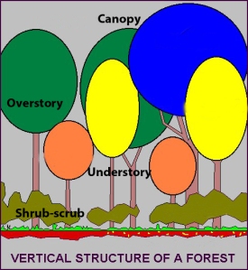 The forest is layered just like a cake and birds often have a preference for one  or more layers.